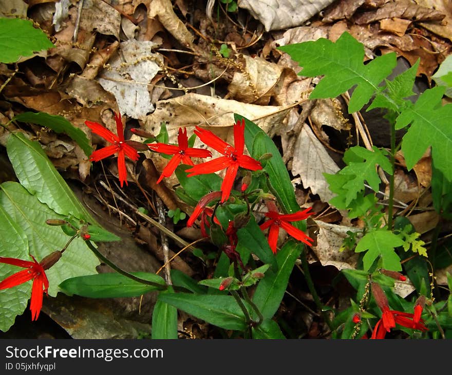 Fire Pink grows 1 to 2 ft. tall plant with opposite, lanceolate leaves.It is common to open woodlands, especially semishaded banks, from PA southward. Grows from April to June. Fire Pink grows 1 to 2 ft. tall plant with opposite, lanceolate leaves.It is common to open woodlands, especially semishaded banks, from PA southward. Grows from April to June.