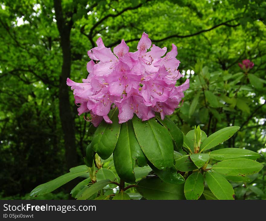 Mountain Rosebay also called Catawba Rhododendron. Often found on rocky slops and in heath balds. Its range extends from GA north to VA and south to WV. Blooms from May to June. Mountain Rosebay also called Catawba Rhododendron. Often found on rocky slops and in heath balds. Its range extends from GA north to VA and south to WV. Blooms from May to June.