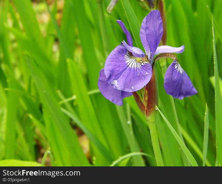 The Northern Blue Flag grows to 2 to 3 ft tall plant.grows in meadows and lake shores in the mountains from Que. to VA. Blooms from may to August. The Northern Blue Flag grows to 2 to 3 ft tall plant.grows in meadows and lake shores in the mountains from Que. to VA. Blooms from may to August.