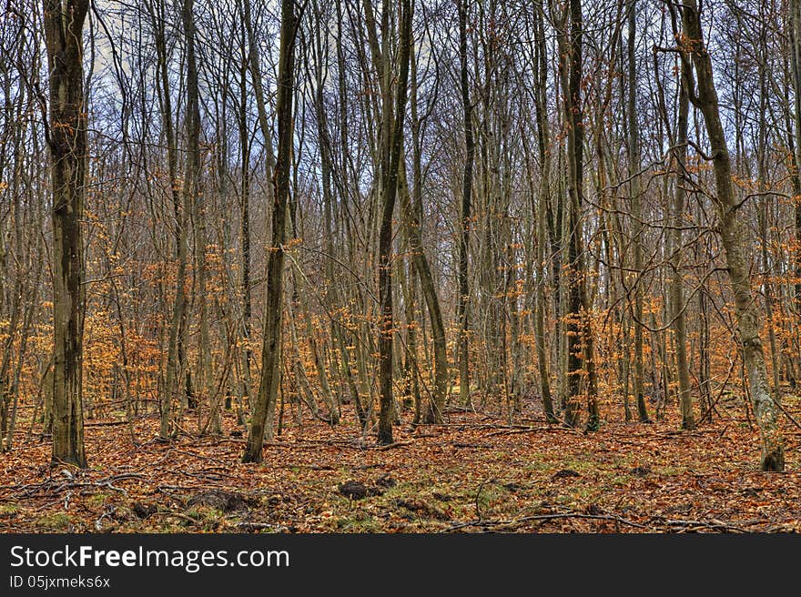 Beautiful colorful leafbearing forest in late autumn. Beautiful colorful leafbearing forest in late autumn