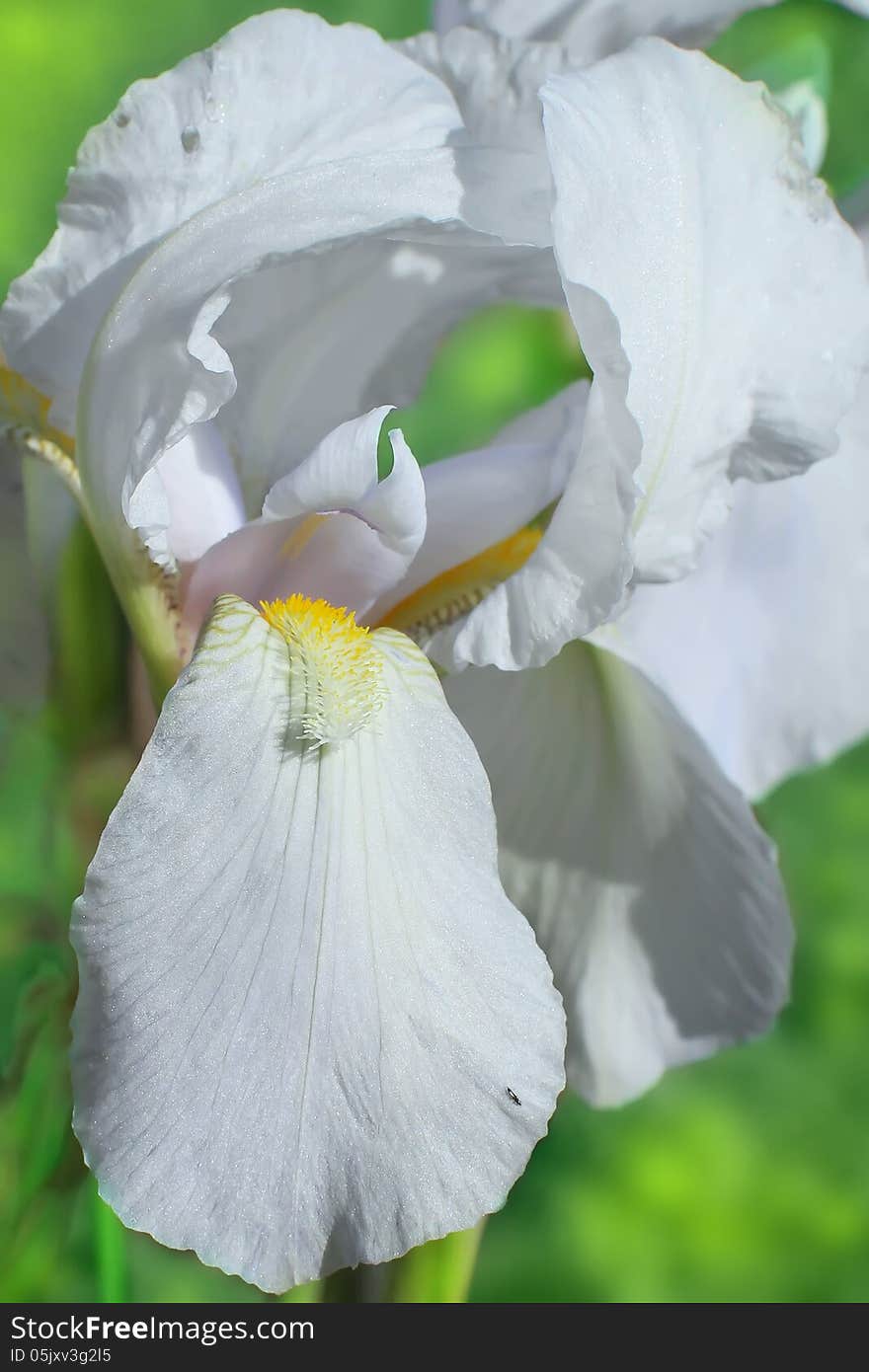 Flower of bearded iris closeup