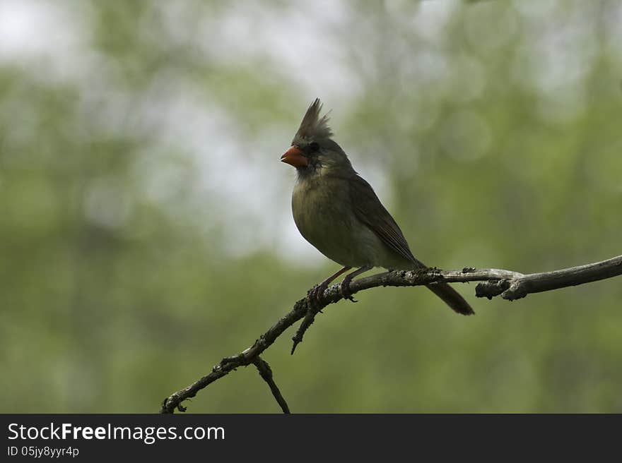 Female Cardinal