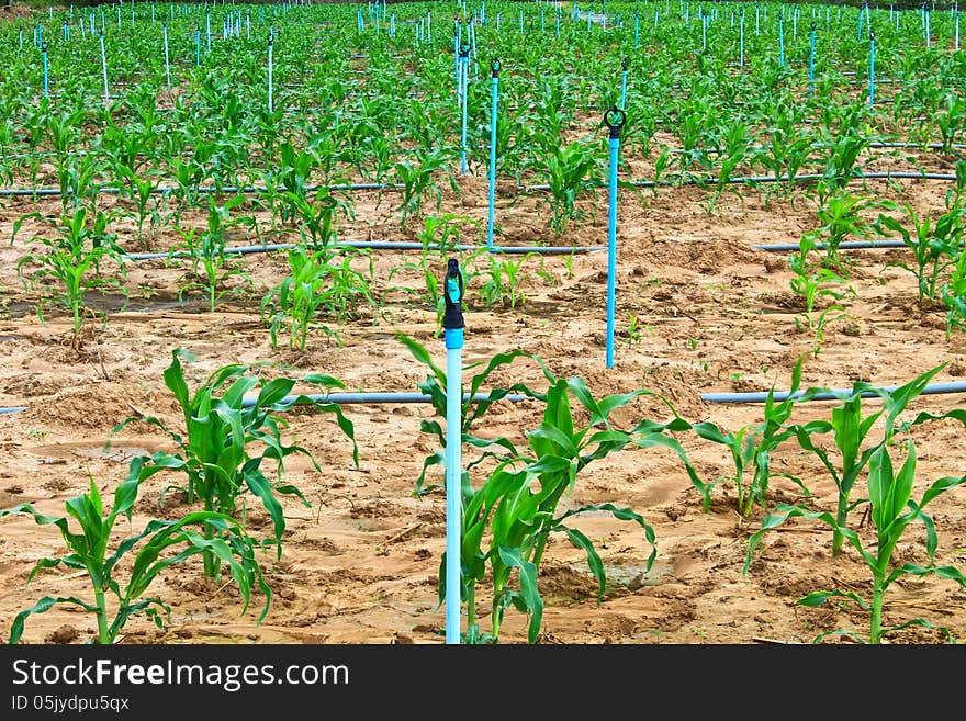 Fields of corn and Water spray on an agricultural