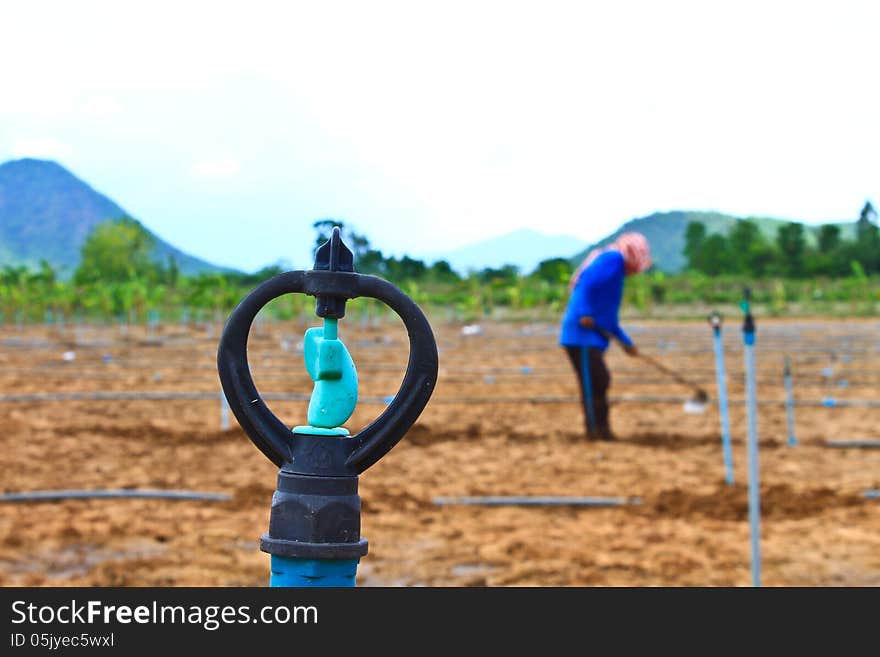 Corn Plant And Farmer Working In Farm