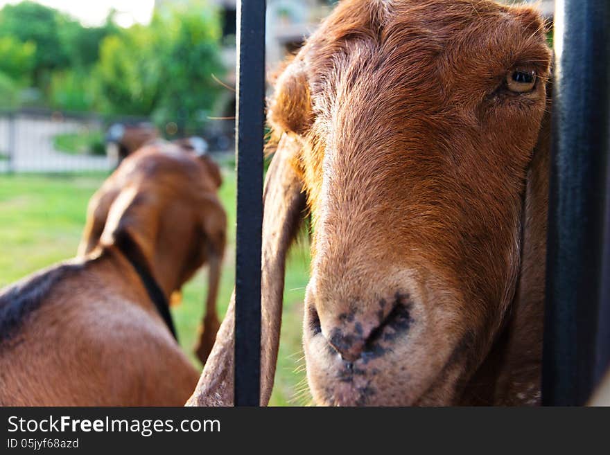 Portrait of goat on farm