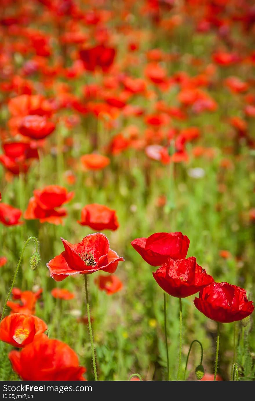 Red poppy meadow field by the road. Red poppy meadow field by the road