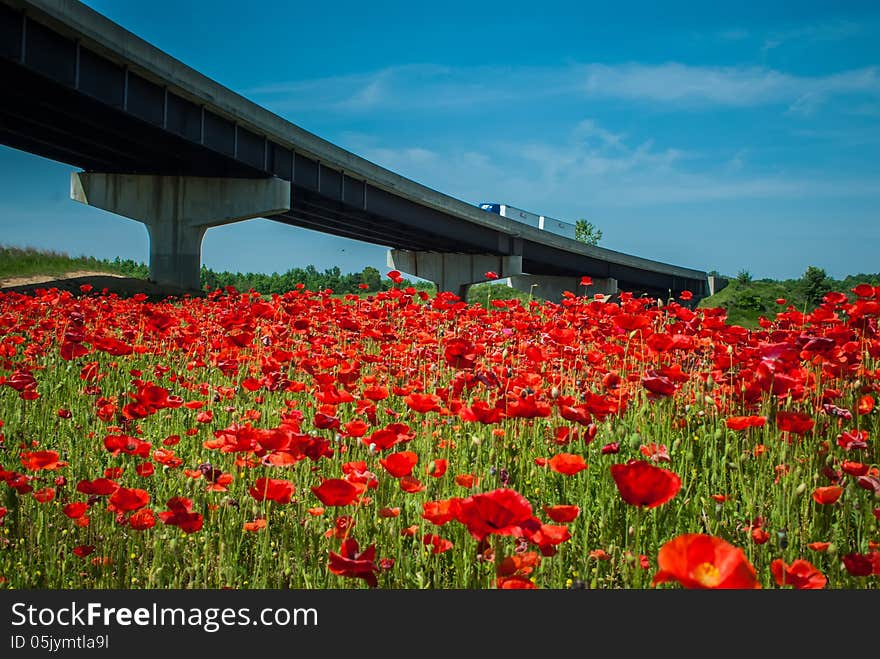 Red poppy field  and highwa overpass