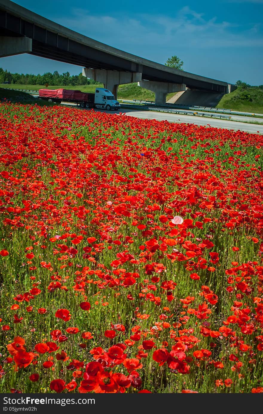 Red poppy field  and highwa overpass