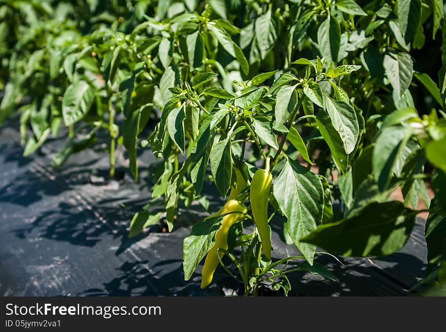 Green Chilli Peppers Plant