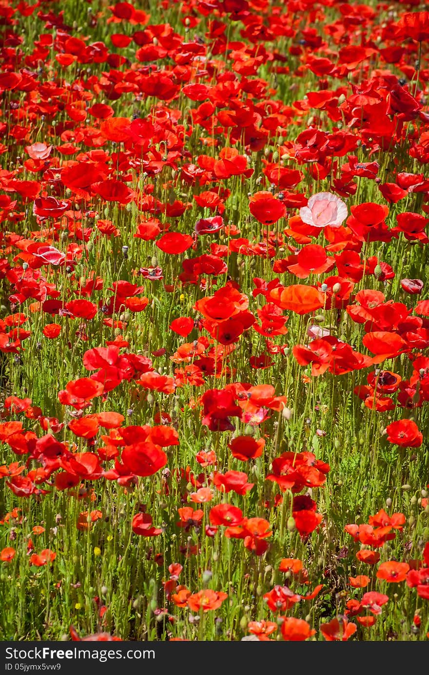 Poppy field