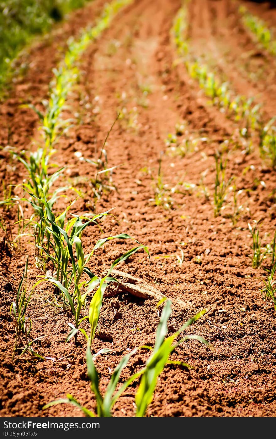 Young corn field on a spring morning