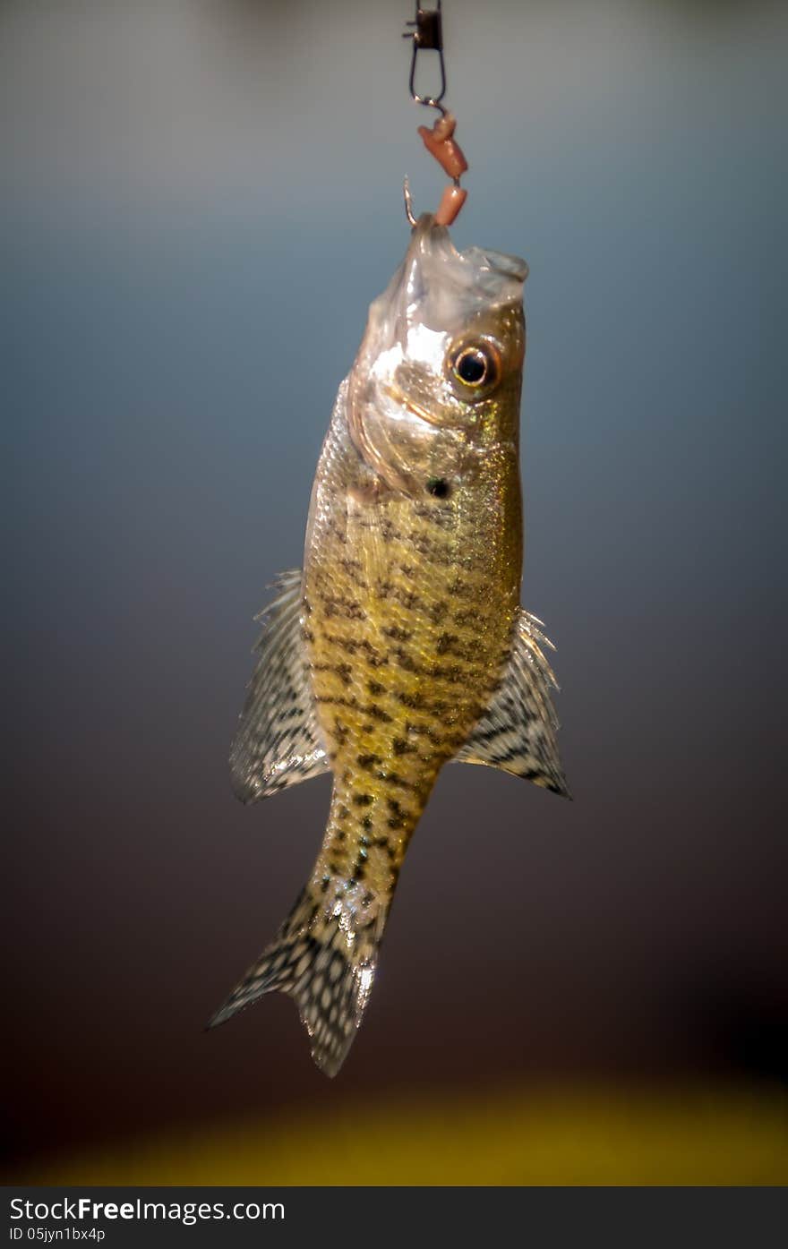 Small bass fish on a hook