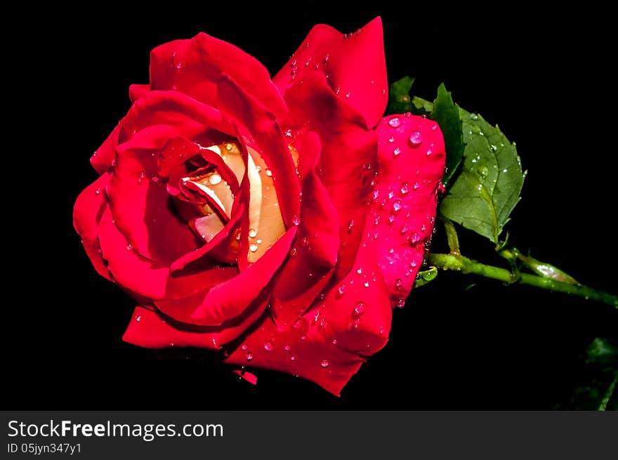 Red rose with water drops on black