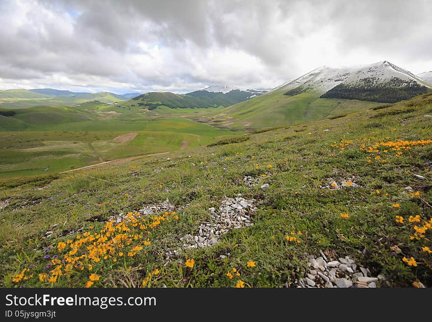 Flowers and mountain