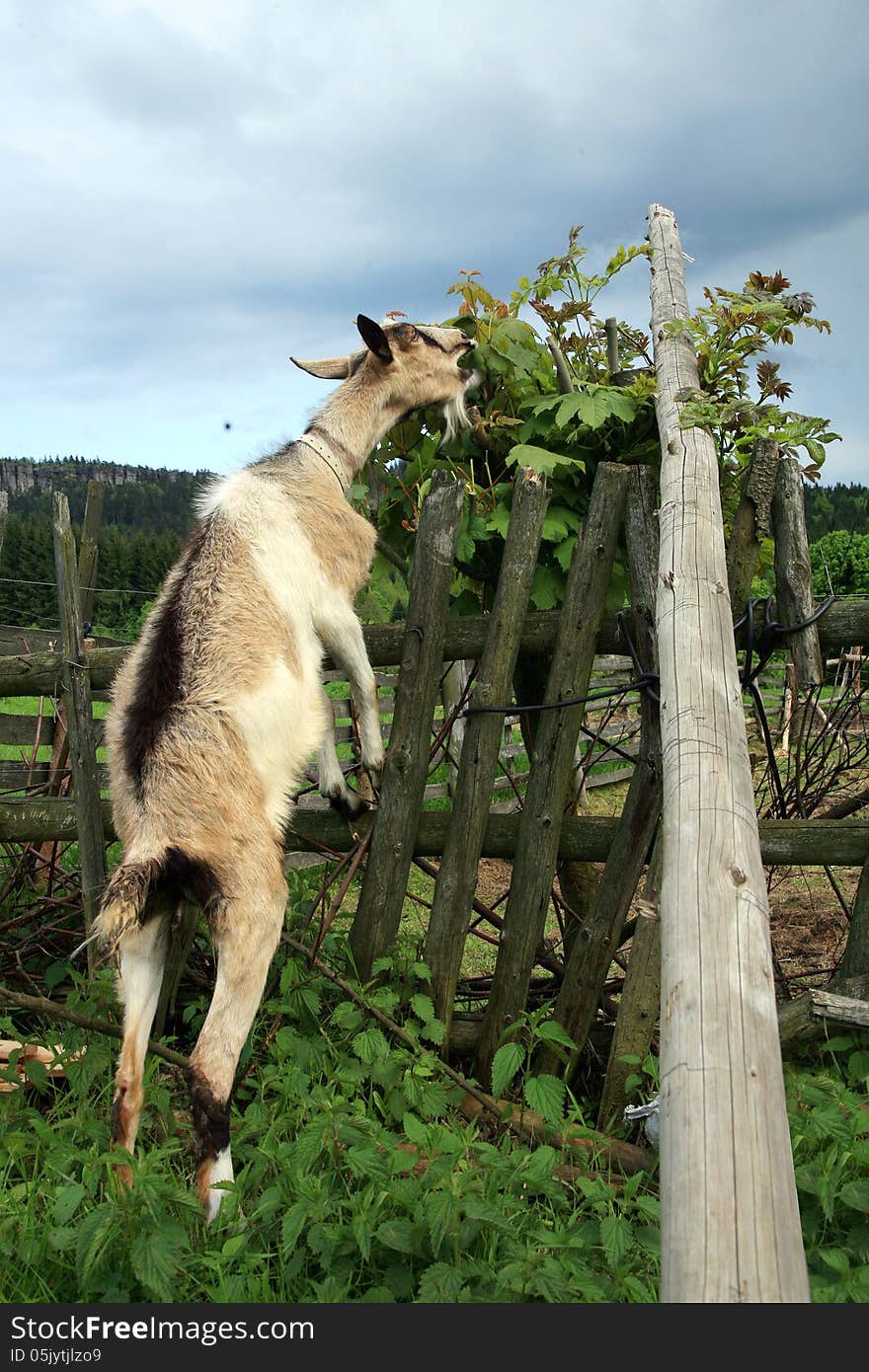 Milky goat on the farm gnaw leaves from a tree during cloudy day. Milky goat on the farm gnaw leaves from a tree during cloudy day