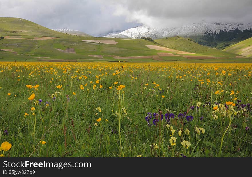 Yellow flowers on the snow mountains.