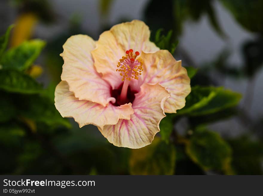 Yellow with pink vein hibiscus flower. Yellow with pink vein hibiscus flower.