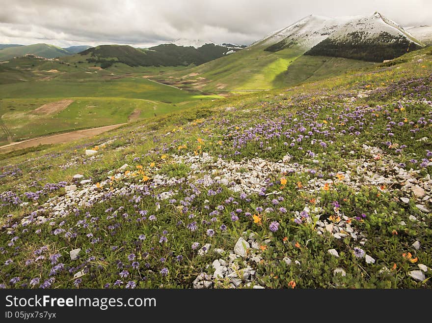 Beautiful mountain landscape with flowers and snow