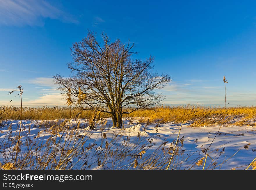 Lahemaa National Park, Estonia, winter. Lahemaa National Park, Estonia, winter.