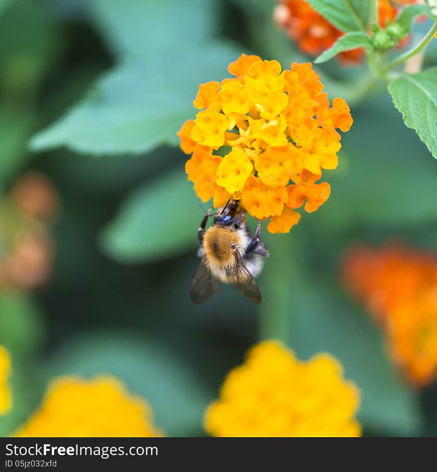 Honey bee sitting on an a cluster of orange flowers on green background