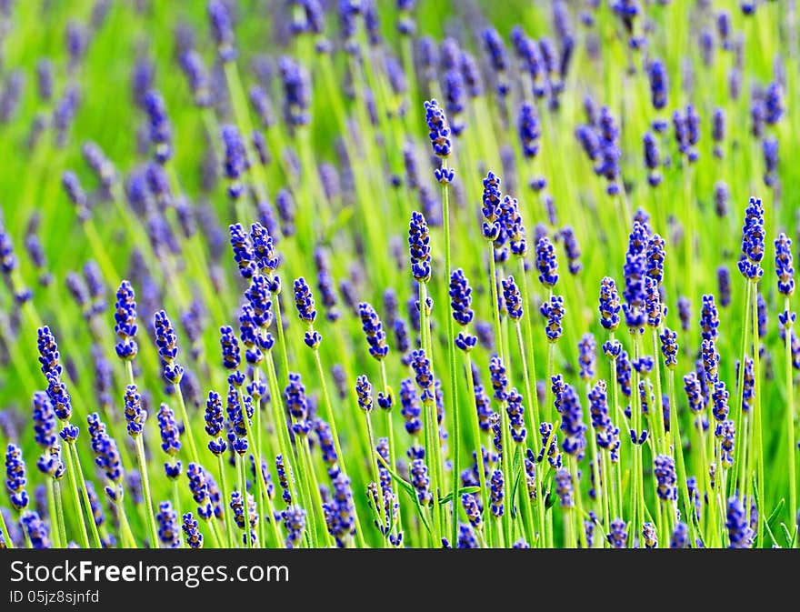 Lavender close up in summer time. Lavender close up in summer time