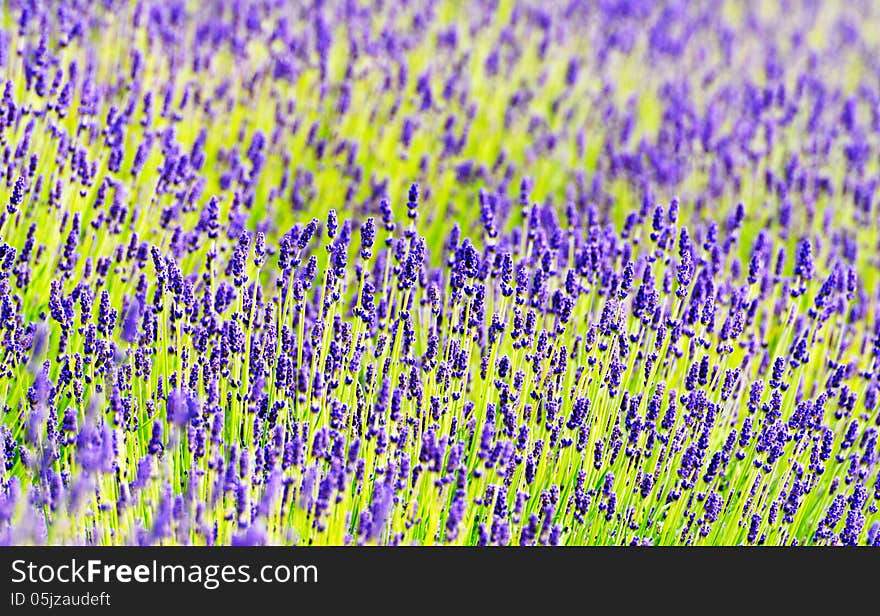 Lavender close up in summer time. Lavender close up in summer time