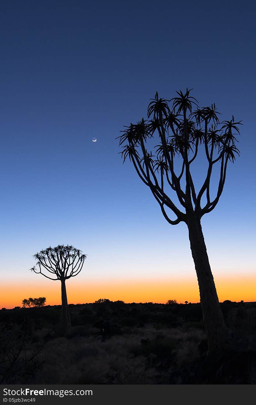 Quivertrees with moon during sunrise. Typical Africa image. Quivertrees with moon during sunrise. Typical Africa image