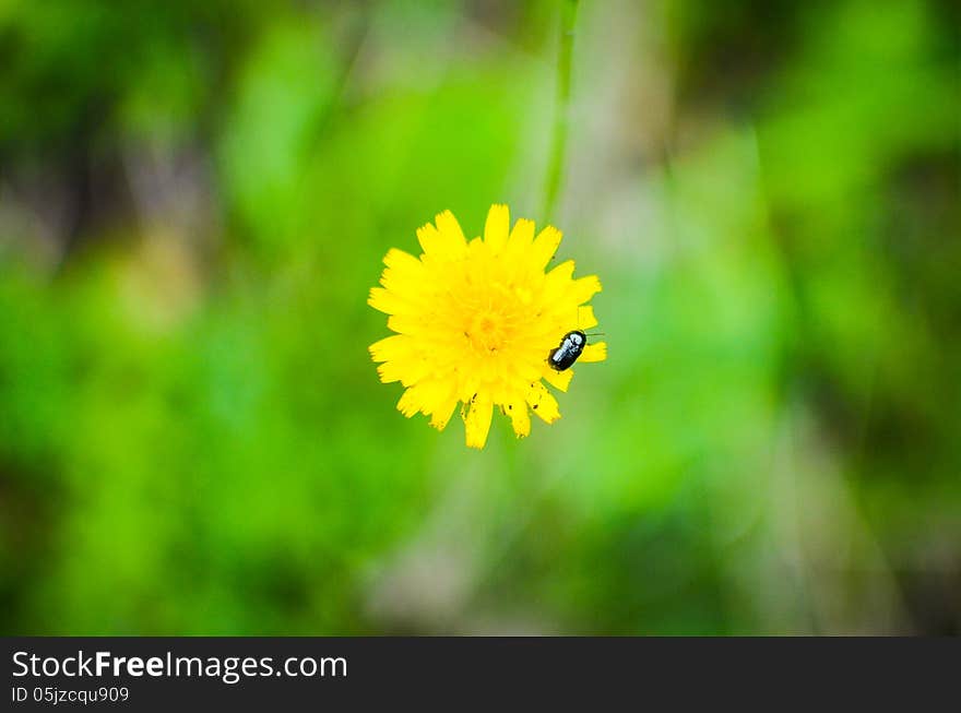 Small bug on a dandelion flower with green background