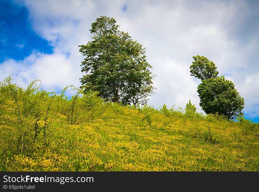 Landscape with trees on flank of hill