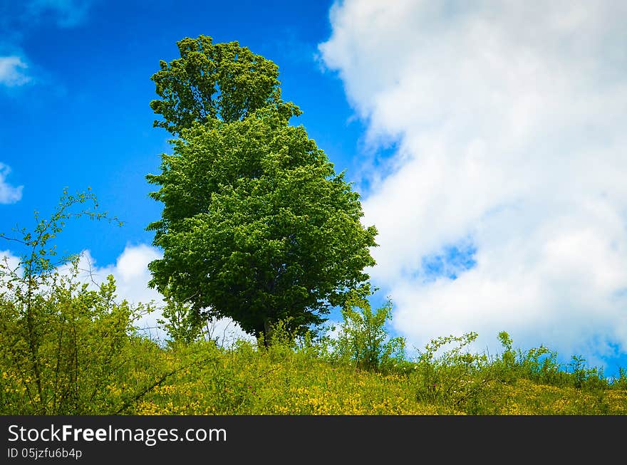 Landscape with tree on flank of hill