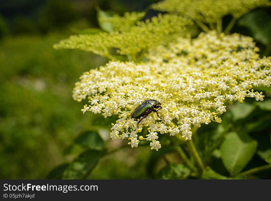 Bug on an elderberry flower