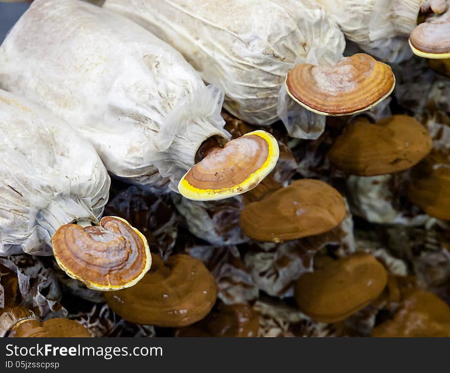 Ganoderma lucidum in the mushroom farm