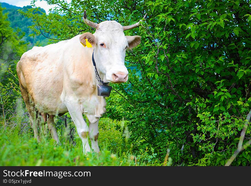 Brown cow in the mountains during spring