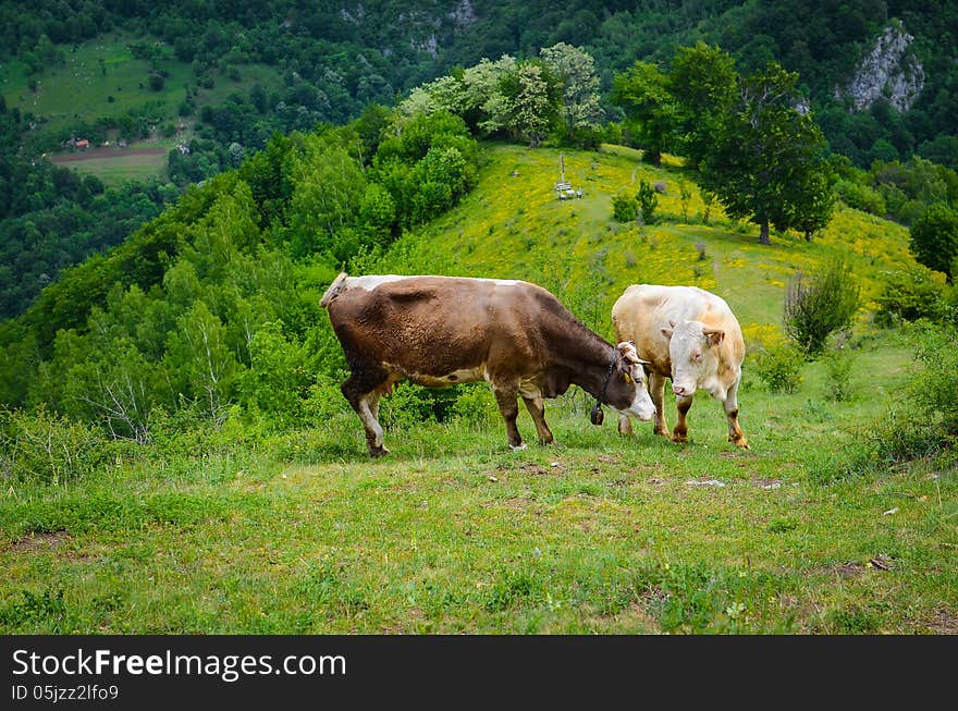 Brown cows in the mountains during spring