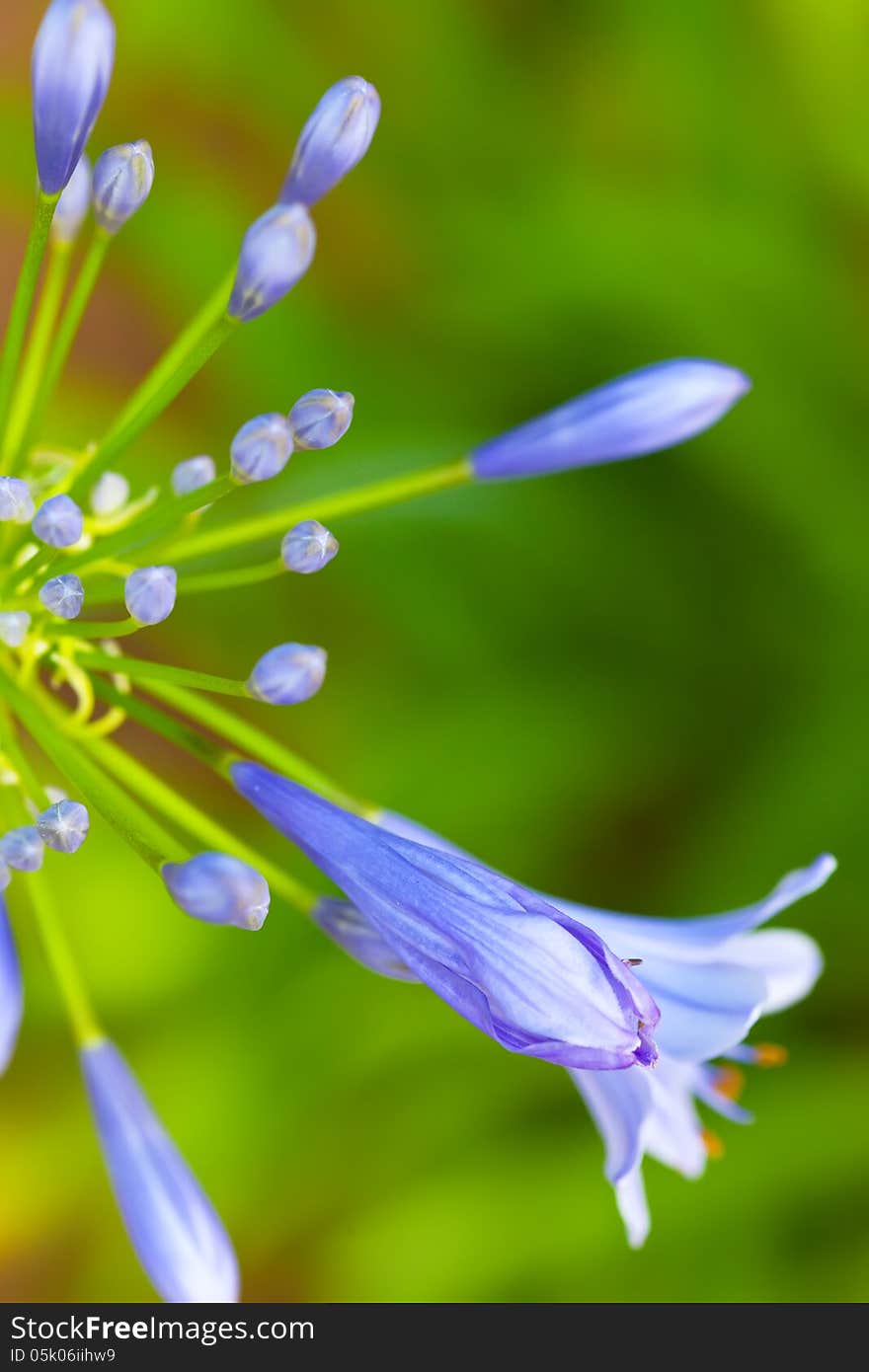 Agapanthus