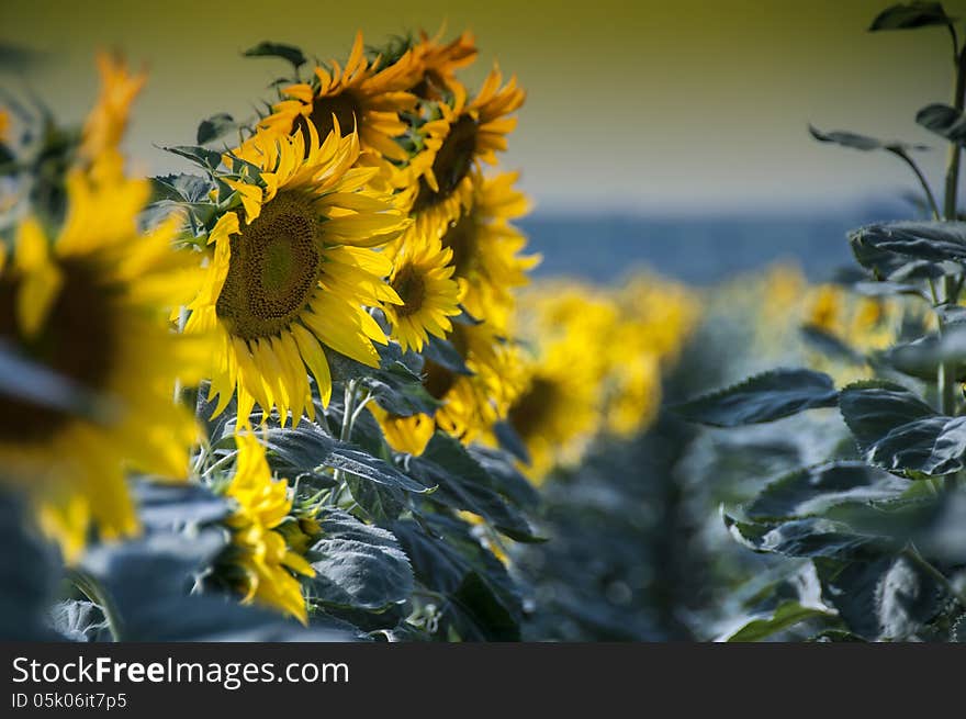 Sunflowers in a row on a field in the summer day. Sunflowers in a row on a field in the summer day