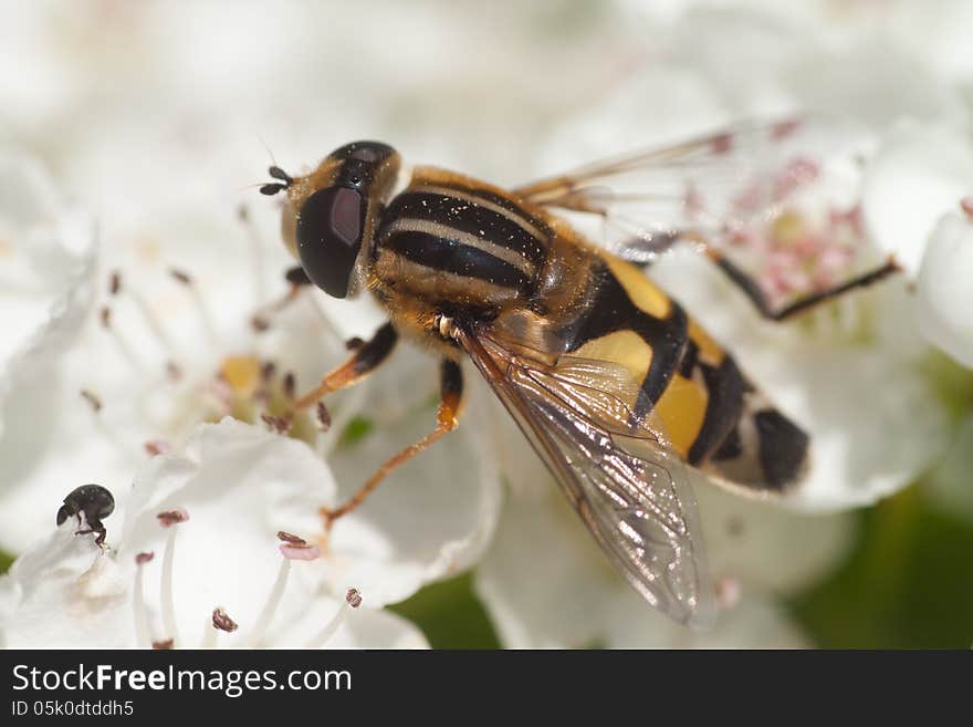 Hoverfly eating nectar from a white flower