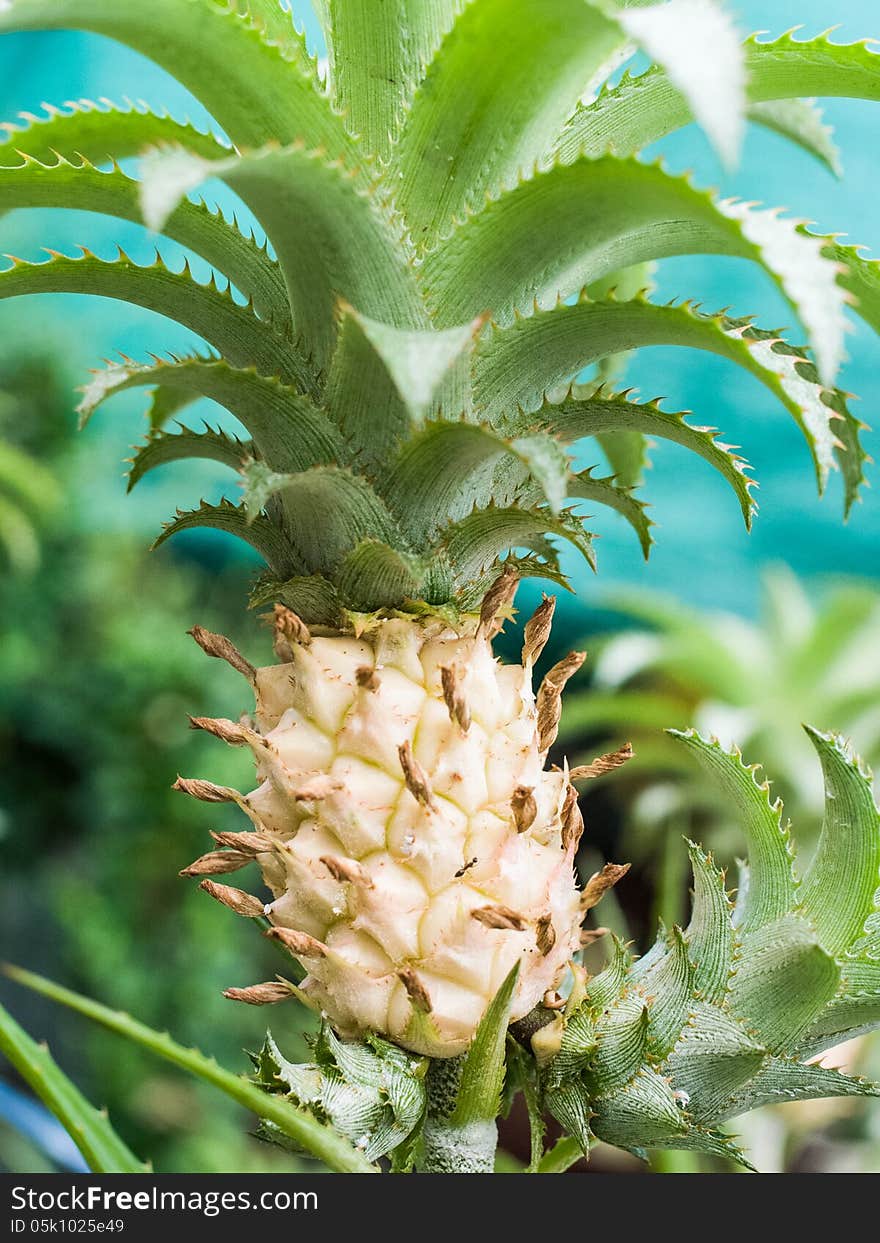 Pineapple is the fruit of sweet and sour falvor.