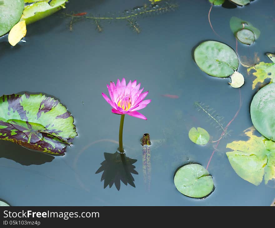 Pink lotus