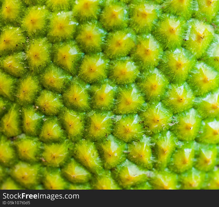 The surface of jackfruit skin looks like honey comb appearance.