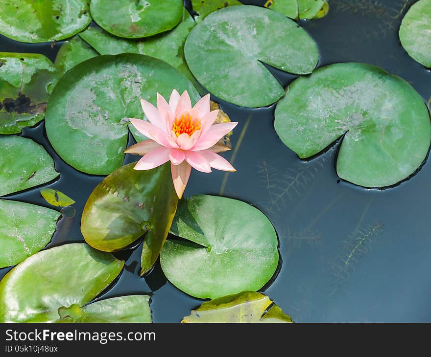 A blooming pink lotus