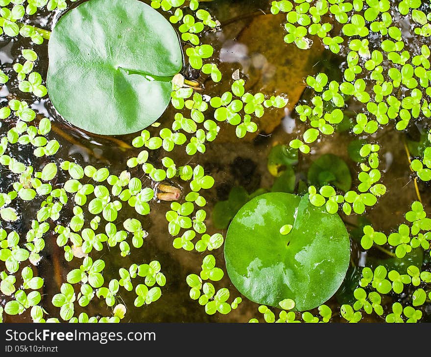 Duckweed leaves and lotus leaves on the surface of water