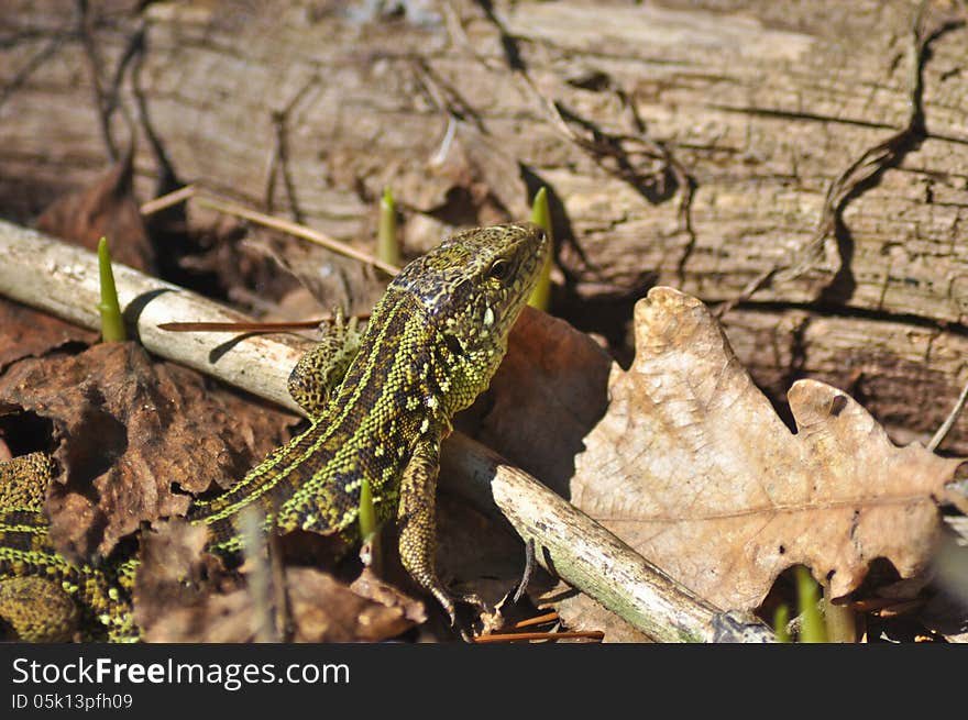 Green lizard scares his rustle among the dead leaves. May, the Ryazan area, Russia.