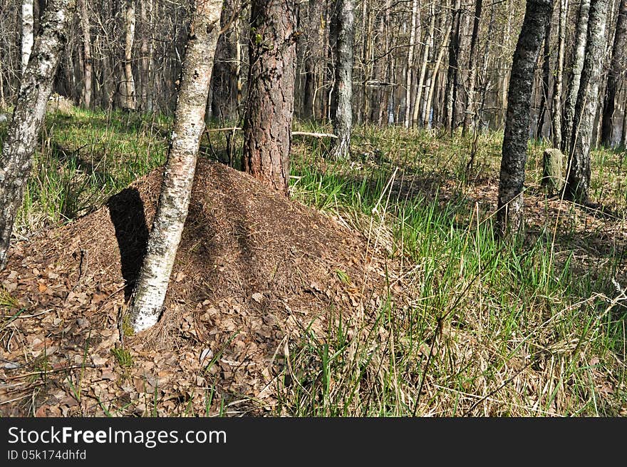 Ant hill in spring forest.