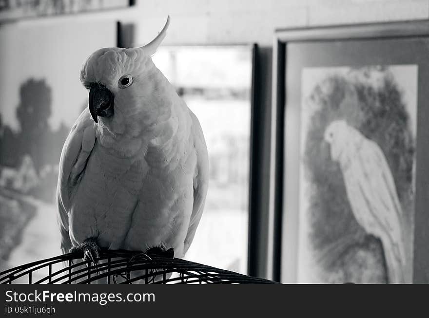 Portrait of a Cockatoo parrot sit on his cage. (BW)