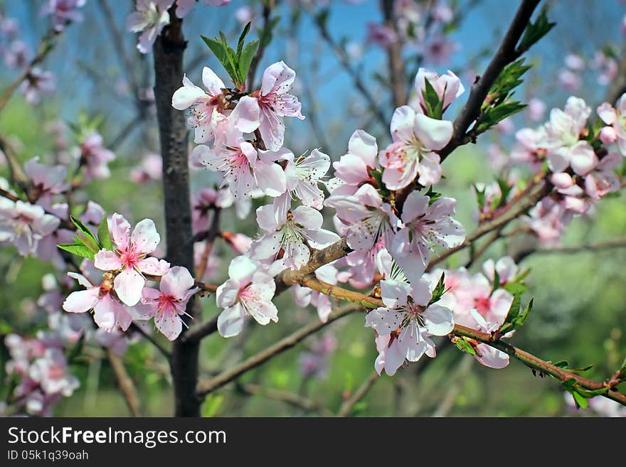 Pink Flowers Blossoming Tree