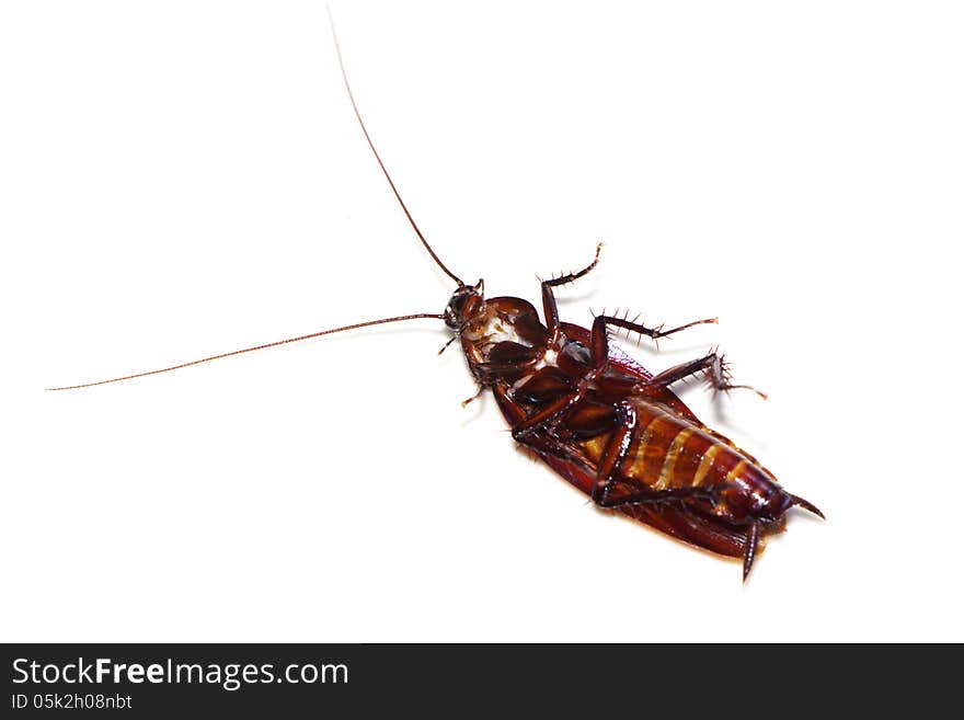 Dead cockroach upside down on white background