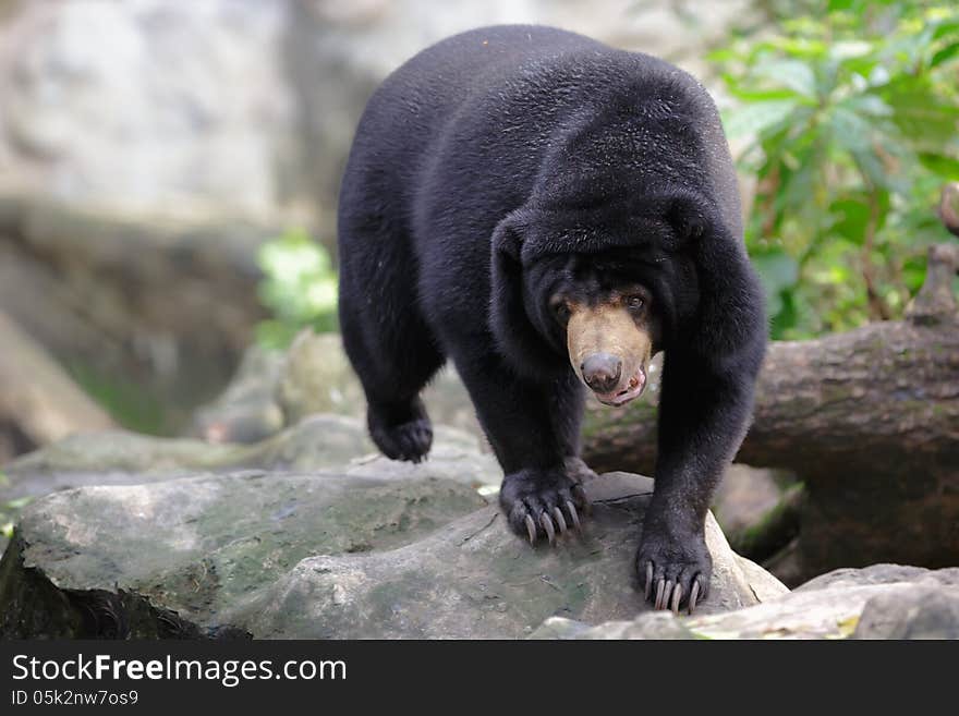 Closeup Malayan Sun Bears Walking