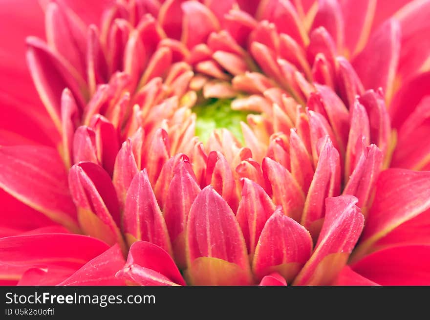 A macro shot of a pretty red dahlia flower - horizontal orientation. A macro shot of a pretty red dahlia flower - horizontal orientation