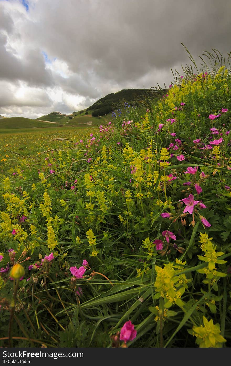 Idyllic mountain landscape with many flowers.